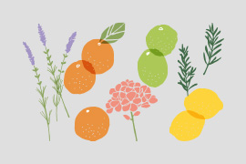 色々なハーブのイラスト