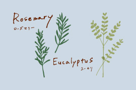 ローズマリーとユーカリのイラスト