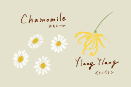カモミールのイラスト