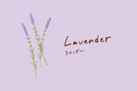 ラベンダーのイラスト